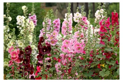 Produktbild von 100 Samen Gemeine Stockrose „Bunter Mix“ (Alcea rosea) – Farbenfrohe Blume für den Bauerngarten