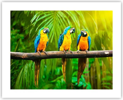 Produktbild von Poster - Poster ohne Rahmen - Papageien Collorful Natur Vögel - 50x40 cm - Wand Bild - Wanddeko - Wandbilder - Kunstposter - Wandposter - Bilder - Kunstdruck - Wandbild - P2XAA50x40-2696