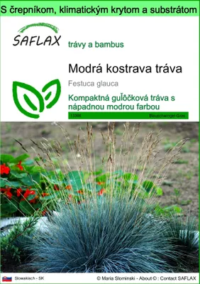 Obrázok produktu pre SAFLAX Garden to go - Modrá kostrava tráva - Festuca glauca - 50 Semená - S črepníkom, klimatickým vekom a pestovateľským substrátom