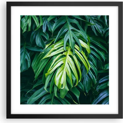 Produktbild von Gerahmtes Poster - Schwarzer Rahmen - Blume Natur - 40x40 cm - Wand Bild - Wanddeko - Wandbilder - Kunstposter - Wandposter - Bilderrahmen - Bilder - Kunstdruck - Wandbild - P2BAC40x40-3951