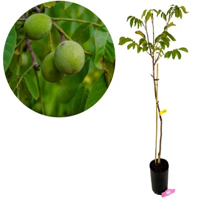 Produktbild von Juglans regia ‘Fernor’, Walnussbaum, 5-Liter-Topf