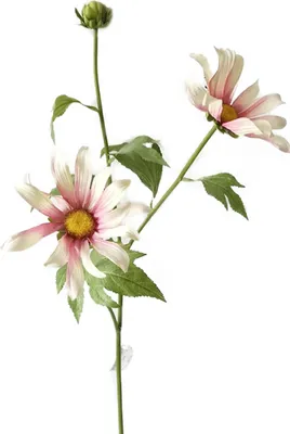 Produktbild von Chrysantheme 74 cm Hellrosa