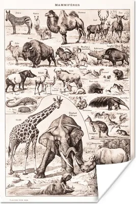 Produktbild von MuchoWow® Poster Tiere - Elefant - Schwarz - Weiß 40x60 cm - Plakate für die Wand - Poster Babyzimmer
