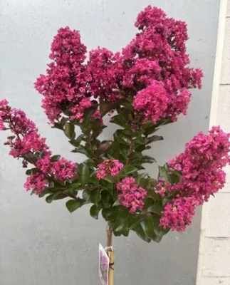 Produktbild von Hochstamm Chinesische Kräuselmyrte Purple Star - Lagerstroemia indica - Bienenweide