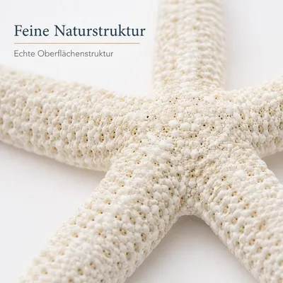 Produktbild von Linckia laevigata gebleicht 10-15 cm Schlangenseestern weiß Deko Hochzeit Schale