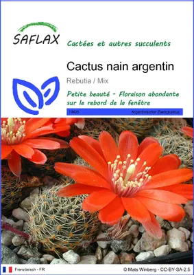 Image de SAFLAX  - Cactus nain argentin - 40 graines - Rebutia