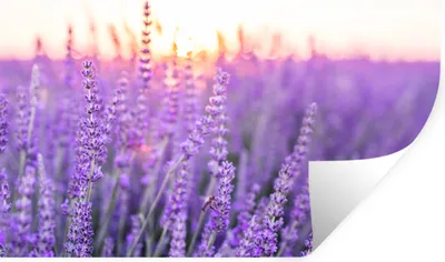 Produktbild von MuchoWow® Wandtattoo Wandsticker Wandaufkleber Lavendel - Nahaufnahme - Lila - Blumen 60x40 cm Selbstklebend und Repositionierbar - Wierderverwendbar - Selbstklebend