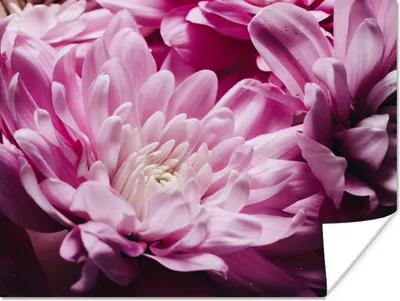 Produktbild von MuchoWow® Poster Blumen - Rosa - Natur 160x120 cm - Foto Plakat