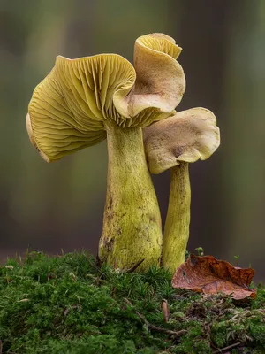 Produktbild von CALVENDO Puzzle Schwefelritterling | 1000 Teile Lege-Größe 64x48cm Foto-Puzzle für glückliche Stunden