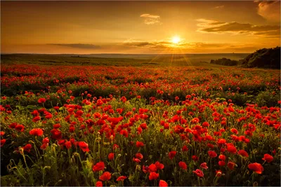 Produktbild von Wallario Premium Vliestapete Fototapete Mohnblumenwiese bei Sonnenuntergang am Abend in der Größe 400 x 267 cm, extra dick, wird in 5 Teilen geliefert