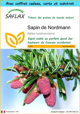 Image de SAFLAX Ensemble-cadeau - Sapin de Nordmann - 20 graines - Abies