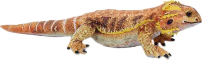 Produktbild von Stofftier Bartagame, 60 cm, Kuscheltier Plüschtier Echse Leguan Agame