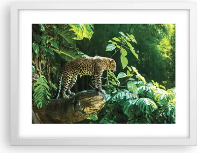 Produktbild von Gerahmtes Poster - Weißer Rahmen - Dschungel Leopard Panther - 40x30 cm - Wand Bild - Wanddeko - Wandbilder - Kunstposter - Wandposter - Bilderrahmen - Bilder - Kunstdruck - P2WAA40x30-4502