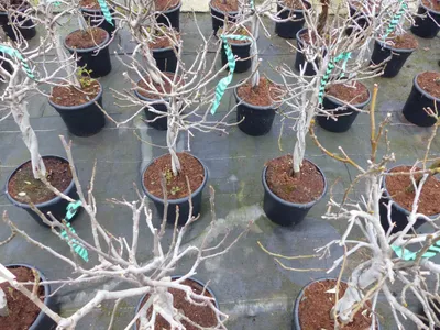 Produktbild von Feigenbaum - hell UND dunkel - in 1 Topf, Obstbaum, winterhart, Ficus Carica, Feige
