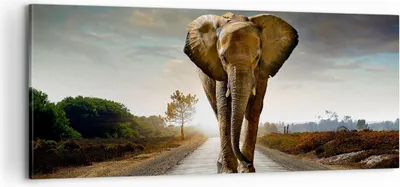 Produktbild von Bild auf Leinwand - Leinwandbild - Elefant Straße Landschaft - 100x40cm - Wand Bild - Wanddeko - Leinwanddruck - Bilder - Kunstdruck - Wanddekoration - Leinwand bilder - Wandkunst - AB100x40-0214