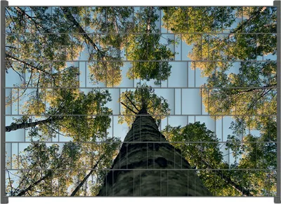 Produktbild von Wallario Zaunsichtschutz mit Motiv Birkenwald von unten betrachtet für Ein- und Doppelstabmatten Zäune in der Größe 200 x 140 cm