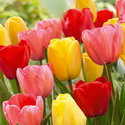 Zdjęcie produktu dla Bloomique - Mix 20 - Tulipa Darwin Hybrid Mix - Cebule tulipanów - Mix kolorów - Cebule kwiatowe - Kwitnące wiosną - Byliny - Dorasta do 55-60 cm