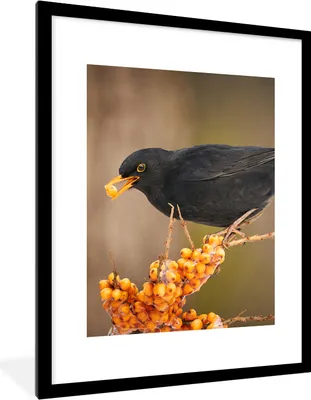 Produktbild von MuchoWow® Gerahmtes Poster Vogel - Amsel - Winter - Eis - Beere 60x80 cm - Poster mit Schwarzem Bilderrahmen Wandposter Rahmen Foto Bilder - Wohnzimmer - Dekorationen - Prämie