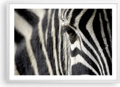 Produktbild von Gerahmtes Poster - Weißer Rahmen - Zebra Streifen Tierwelt Safari - 70x50 cm - Wand Bild - Wanddeko - Wandbilder - Wandposter - Bilderrahmen - Bilder - Kunstdruck - Wandbild - P2WAA70x50-2195