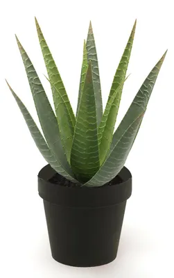 Produktbild von Emerald Künstliche Aloe - Patty | 30 cm, für drinnen, Kunstpflanze, wie echt, Allergiker geeignet, pflanzliche Dekoration Praxis, Office & Wohnzimmer