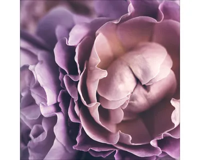 Produktbild von Glasbild Baroque Peonies I 20x20 cm