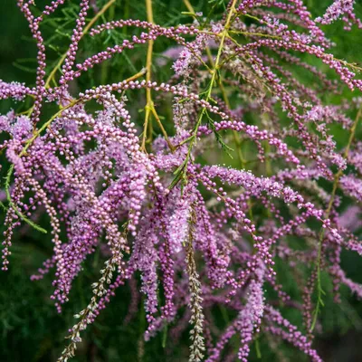Produktbild von Bakker.com - Sommer-Tamariske, Der topf / 2 äste / Lieferhöhe 40-50cm / 3L