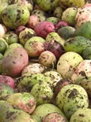Produktbild von Melloco - Ullucus tuberosus -  Kletterpflanze mit essbaren Knollen