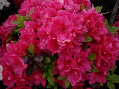 Produktbild von Japanische Azalee Canzonetta - Rhododendron obtusum Canzonetta - 20-25cm