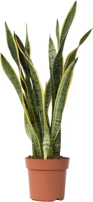 Produktbild von Bogenhanf - Sansevieria trifasciata Laurentii - Höhe 65-75cm - ⌀21cm