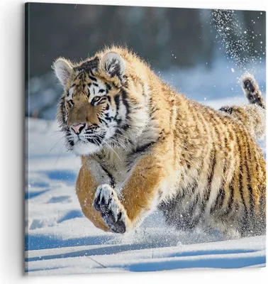 Produktbild von Bild auf Leinwand - Leinwandbild - tiger tier - 60x60cm - Wand Bild - Wanddeko - Wandbilder - Leinwanddruck - Bilder - Kunstdruck - Wanddekoration - Leinwand bilder - Wandkunst - AC60x60-3928