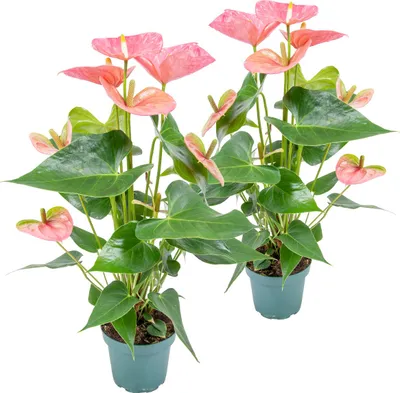Produktbild von Bloomique - 2er Set - Anthurium Andreanum - Rosa - Flamingoblume - Blühende Zimmerpflanzen - Pflegeleicht - Höhe 30-40 cm - Topf 12 cm