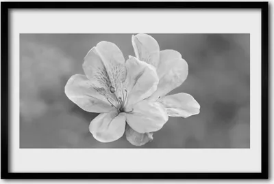 Produktbild von Bild 60x40 MDF-Rahmen Wandkunst Blumen Pflanzen