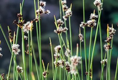 Zdjęcie produktu dla 6 x Scirpus lacustris ( schoenoplectus) - Flutter-Binse - Doniczka 9 x 9 cm