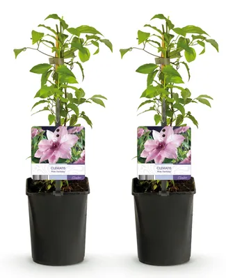 Produktbild von GreenboutiQ - Kletterpflanze - Clematis Pink Fantasy - Blüte Rosa - Wenig Pflege - 2 Pflanzen - Topf 11cm Höhe 40cm