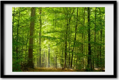 Produktbild von Bild 60x40 MDF-Rahmen, Wandkunst Laubwald
