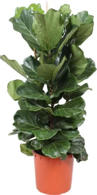 Obrázok produktu pre Trendyplants - Ficus Lyrata ker - Tabaková rastlina - Izbová rastlina - Výška 150-170 cm - Veľkosť kvetináča Ø30cm