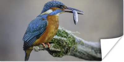 Produktbild von MuchoWow® Poster Eisvogel - Fisch - Tier 40x20 cm - Poster für die Wand - Poster Schlafzimmer