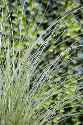 Produktbild von Miscanthus sinensis 'Gracillimus', Chinaschilf, ca. 11x11 cm Topf