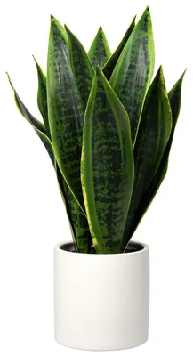 Image de Plante d'intérieur artificielle Sansevieria, plante décorative dans un pot en céramique blanc, hauteur 40,6 cm.