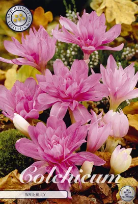 Artikelbild 2 von 'Herbstzeitlose Waterlily (1 Stück)' aus der Kategorie Herbstzeitlosezwiebeln