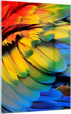 Produktbild von Bilder auf glas - Einteilig - Feder Papagei Vogel - 50x70cm - Glasbilder - Wandbilder - Bilder - zum Aufhängen bereit - Wanddekoration aus Glas - Glas Bilder - Wandbild auf Glas - GPA50x70-3428