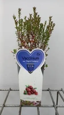 Produktbild von Vaccinium macrocarpon (cranberry) - Kranbeere | 30-40 cm im topf