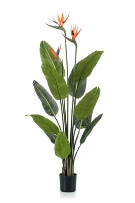 Produktbild von Emerald Künstliche Pflanze Strelitzia im Topf mit Blumen 120 cm