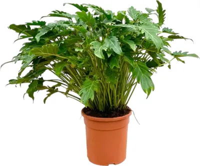 Zdjęcie produktu dla Philodendron Xanadu - Egzotyczny przyjaciel drzew - ok. 80 cm wysoko?ci