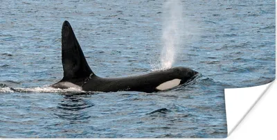 Produktbild von MuchoWow® Poster Orca mit Wasser aus dem Blasloch 120x60 cm - Bild