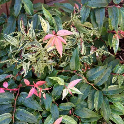 Obrázek produktu pro 2 x  vinná réva  - Leucothoe fontanesiana 'Rainbow'  | 20-30 cm v kontejneru