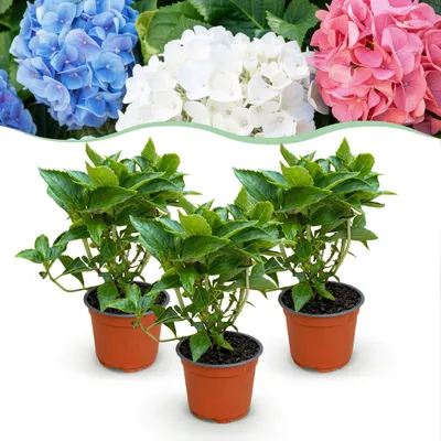 Produktbild von Green boutiQ - Gartenpflanze - Hydrangea macrophylla Tricolour - Hortensie - Winterfest - Rot-Blau-Weiß - 3 Pflanzen - Topf 12cm - Höhe 20-30cm