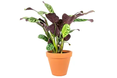 Obrázek produktu pro Gardners Ctenanthe Burle-marxii, průměr 12 cm