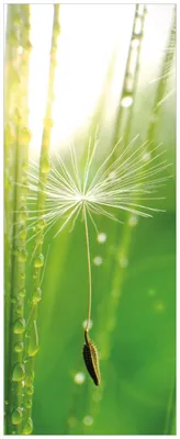 Produktbild von Wallario Wandbild aus Acryl, 125 x 50 cm, freischwebende Optik - Pusteblume Nahaufnahme