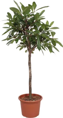 Obrázok produktu pre Gumovník - Ficus Cyathistipula - izbová rastlina - 180cm - ø40cm